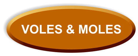 VOLES & MOLES