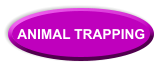 ANIMAL TRAPPING